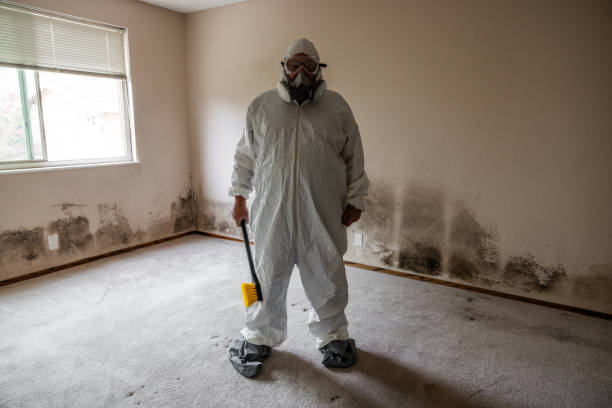 Reliable Mount Pleasant, WI Mold Removal Solutions