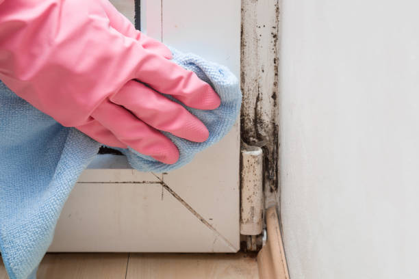 Best Office Mold Removal Services  in Mount Pleasant, WI