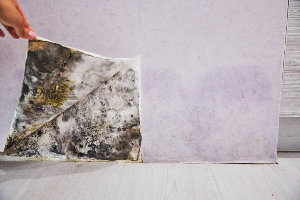Best Same-Day Mold Removal  in Mount Pleasant, WI